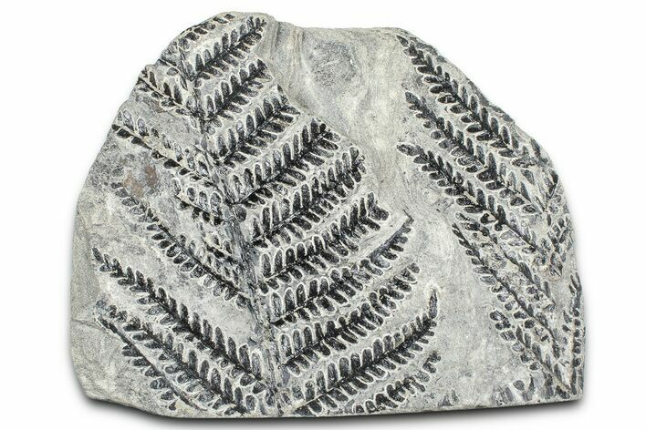 Carboniferous Fossil Fern (Odontopteris) Plate - France #378036